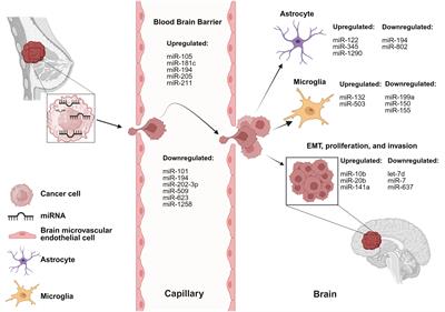 Crosstalk between breast cancer-derived microRNAs and brain microenvironmental cells in breast cancer brain metastasis